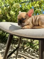 Walford Gunner Jr., a male French Bulldog for sale in Pittsburgh, PA – 8 of 10