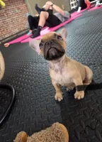 Walford Gunner Jr., a male French Bulldog for sale in Pittsburgh, PA – 9 of 10