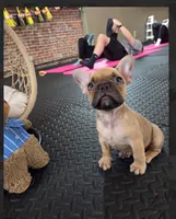 Walford Gunner Jr., a male French Bulldog for sale in Pittsburgh, PA – 3 of 10