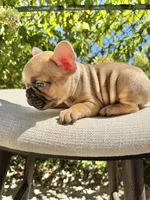 Walford Gunner Jr., a male French Bulldog for sale in Pittsburgh, PA – 5 of 10