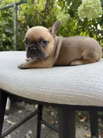 Walford Gunner Jr., a male French Bulldog for sale in Pittsburgh, PA – 7 of 10