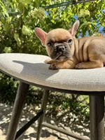 Walford Gunner Jr., a male French Bulldog for sale in Pittsburgh, PA – 4 of 10