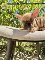 Walford Gunner Jr., a male French Bulldog for sale in Pittsburgh, PA – 6 of 10