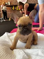 Walford Gunner Jr., a male French Bulldog for sale in Pittsburgh, PA – 10 of 10