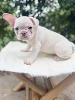 Oz, a male French Bulldog for sale in Pittsburgh, PA – 6 of 7