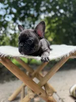 Saint, a male French Bulldog for sale in Pittsburgh, PA – 4 of 4