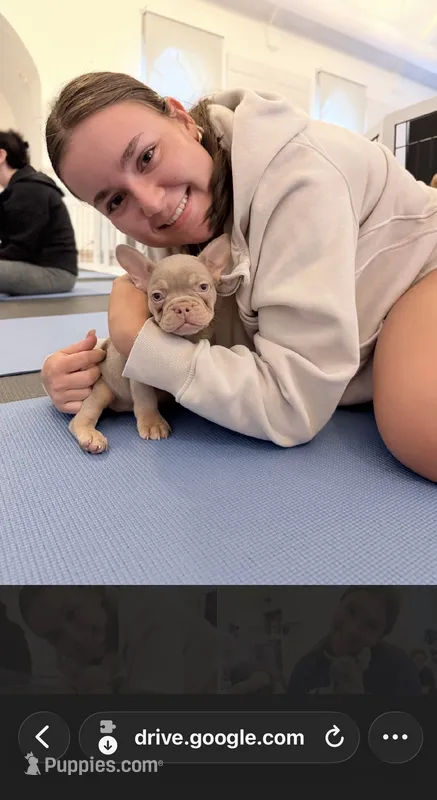 Gorgeous  – French Bulldog puppy for sale in Pittsburgh, PA