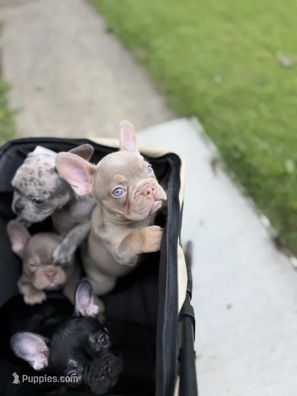 Gorgeous  – French Bulldog puppy for sale in Pittsburgh, PA