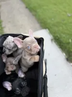 Gorgeous , a female French Bulldog for sale in Pittsburgh, PA – 1 of 5