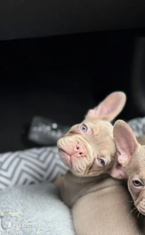 Gorgeous  – French Bulldog puppy for sale in Pittsburgh, PA