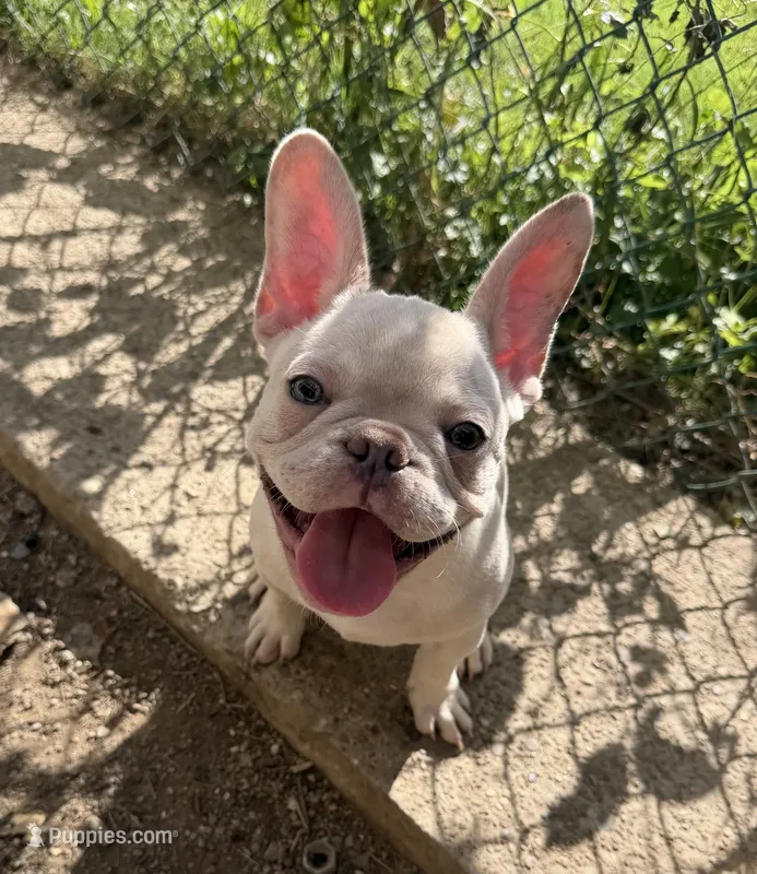 Oz – French Bulldog puppy for sale in Pittsburgh, PA