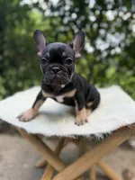 Carmen, a female French Bulldog for sale in Pittsburgh, PA – 3 of 7