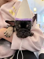 Carmen, a female French Bulldog for sale in Pittsburgh, PA – 4 of 7