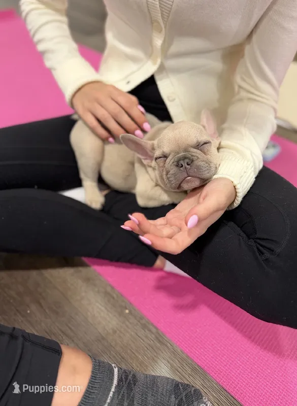 Manly – French Bulldog puppy for sale in Pittsburgh, PA