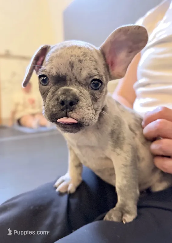 Sarge – French Bulldog puppy for sale in Pittsburgh, PA