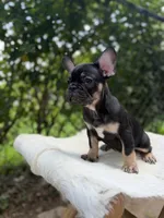 Carmen, a female French Bulldog for sale in Pittsburgh, PA – 5 of 7