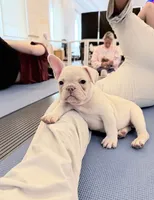 Oz, a male French Bulldog for sale in Pittsburgh, PA – 2 of 7