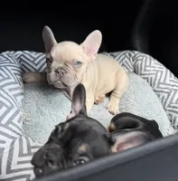 Manly, a male French Bulldog for sale in Pittsburgh, PA – 2 of 6