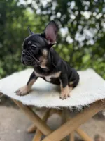 Carmen, a female French Bulldog for sale in Pittsburgh, PA – 2 of 7