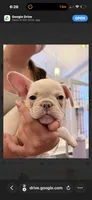Oz, a male French Bulldog for sale in Pittsburgh, PA – 7 of 7