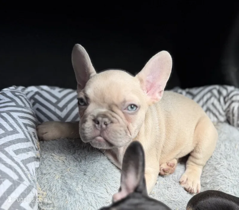 Manly – French Bulldog puppy for sale in Pittsburgh, PA