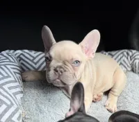 Manly, a male French Bulldog for sale in Pittsburgh, PA – 1 of 6