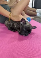 Saint, a male French Bulldog for sale in Pittsburgh, PA – 2 of 4