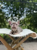 Dozzer, a male French Bulldog for sale in Pittsburgh, PA – 2 of 3
