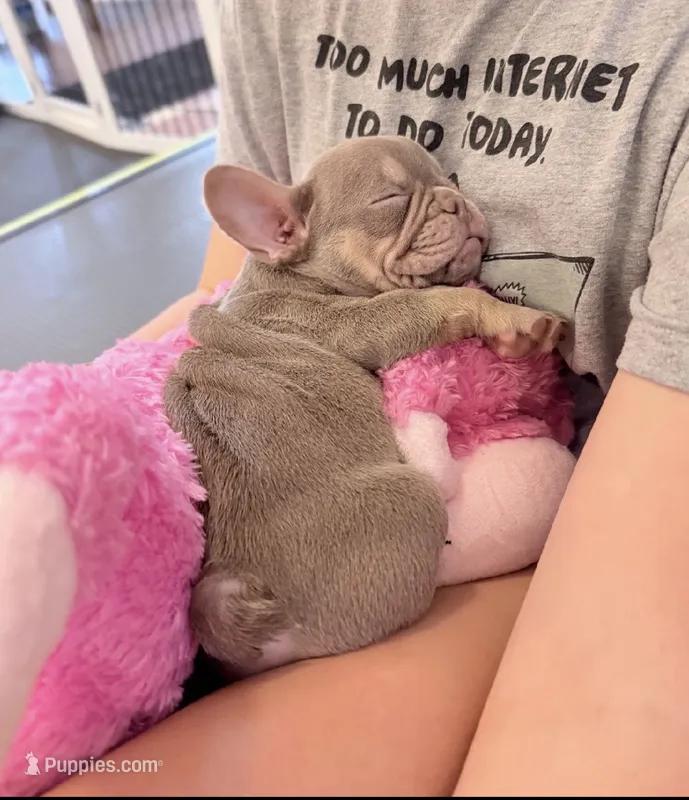 Dozzer – French Bulldog puppy for sale in Pittsburgh, PA