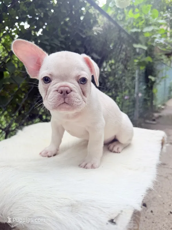 Oz – French Bulldog puppy for sale in Pittsburgh, PA