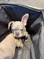 Sarge, a male French Bulldog for sale in Pittsburgh, PA – 8 of 8