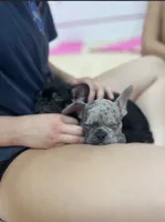 Sarge, a male French Bulldog for sale in Pittsburgh, PA – 4 of 8