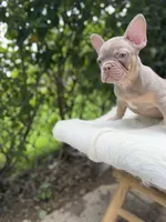 Gorgeous , a female French Bulldog for sale in Pittsburgh, PA – 3 of 5