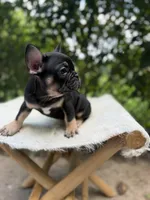 Carmen, a female French Bulldog for sale in Pittsburgh, PA – 7 of 7