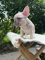 Manly, a male French Bulldog for sale in Pittsburgh, PA – 2 of 3