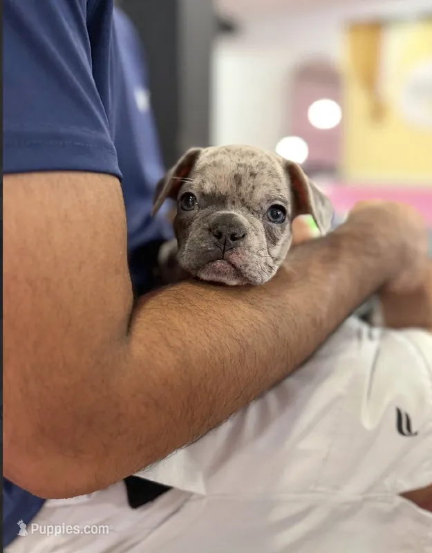 Sarge – French Bulldog puppy for sale in Pittsburgh, PA