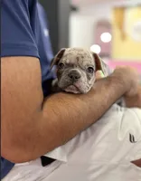 Sarge, a male French Bulldog for sale in Pittsburgh, PA – 2 of 6