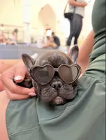 Saint, a male French Bulldog for sale in Pittsburgh, PA – 3 of 4