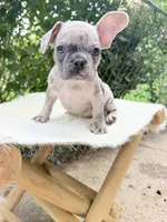 Sarge, a male French Bulldog for sale in Pittsburgh, PA – 5 of 6