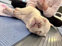 Oz, a male French Bulldog for sale in Pittsburgh, PA – 6 of 7