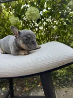 “Phonzie”, a male French Bulldog for sale in Pittsburgh, PA – 10 of 10