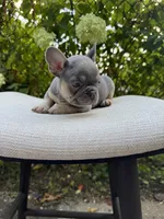 “Phonzie”, a male French Bulldog for sale in Pittsburgh, PA – 5 of 10