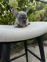 “Phonzie”, a male French Bulldog for sale in Pittsburgh, PA – 3 of 10