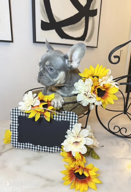 “Phonzie” – French Bulldog puppy for sale in Pittsburgh, PA