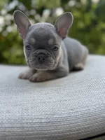 “Phonzie”, a male French Bulldog for sale in Pittsburgh, PA – 4 of 10