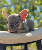 “Phonzie”, a male French Bulldog for sale in Pittsburgh, PA – 7 of 10