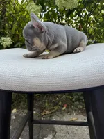 “Phonzie”, a male French Bulldog for sale in Pittsburgh, PA – 9 of 10