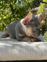 “Phonzie”, a male French Bulldog for sale in Pittsburgh, PA – 8 of 10
