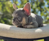 “Phonzie”, a male French Bulldog for sale in Pittsburgh, PA – 6 of 10