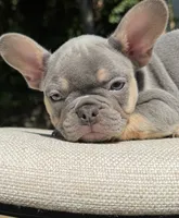 “Phonzie”, a male French Bulldog for sale in Pittsburgh, PA – 2 of 10